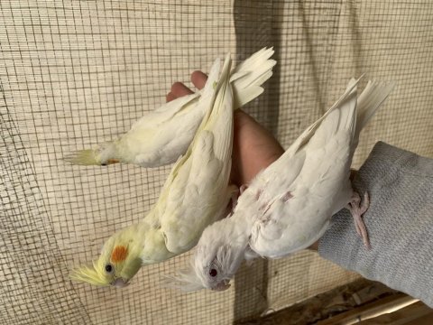 Uyguna sultan papağanı bebekler