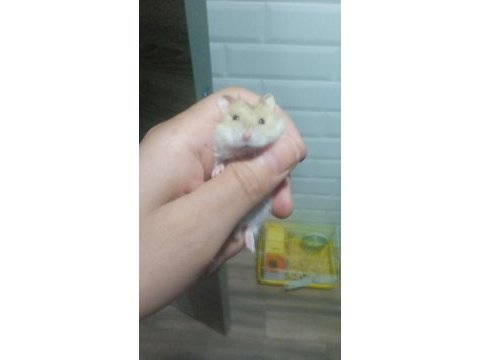 Avrupa safkan gonzales hamster yavrular