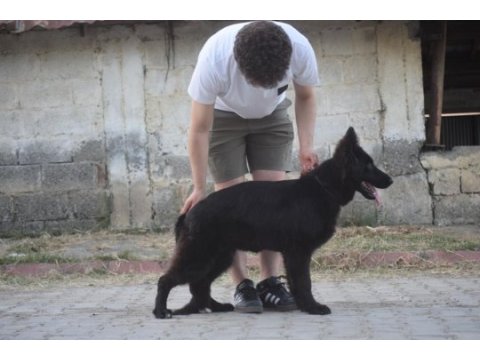 6 aylık siyah uzun tüylü show line alman çoban köpeği