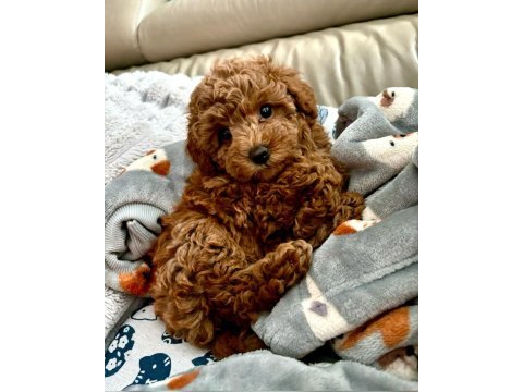 Bebek toy poodle 