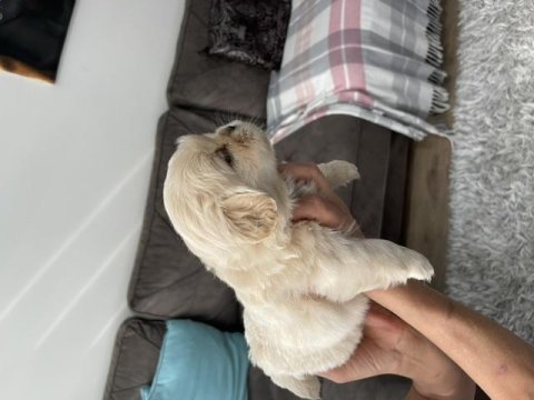 Minik pamuk pekinezler