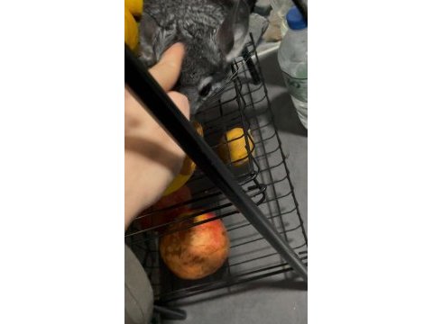 Chinchilla 4 aylık