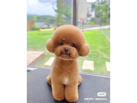 Havalı poodle patilerimiz