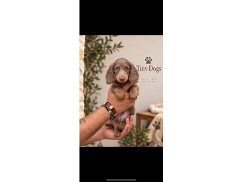 Miniature dachshund (sosis köpek) özel renk yavrular