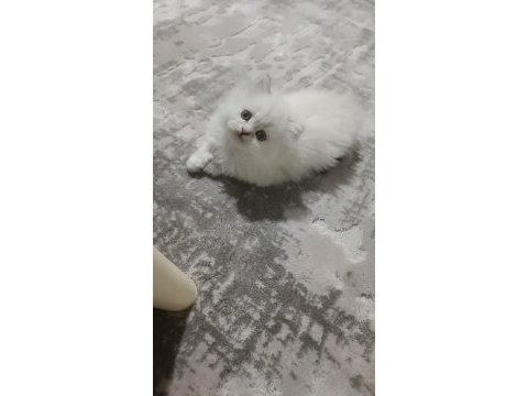 Son bir yavru british longhair