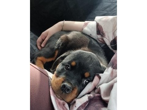 A kalite rottweiler