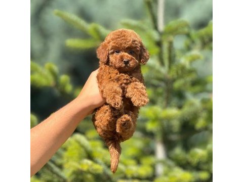 Toy poodle bebek köpekler