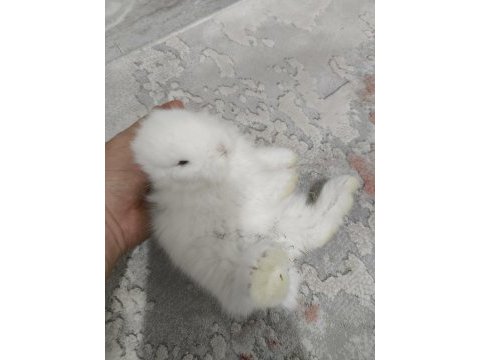 Safkan hollanda lop tavşanı bebekler