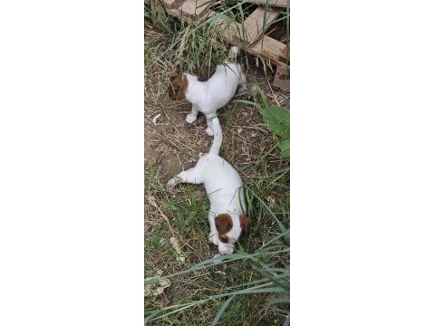 Fırlama jack russell show kalite