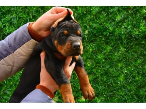 Fcı kıf şecereli a class doberman yavrularımız