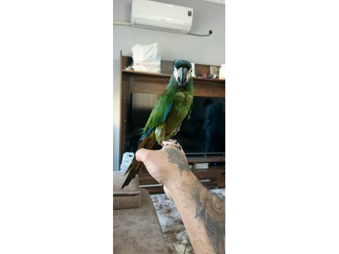 5 aylık bebek cüce macaw