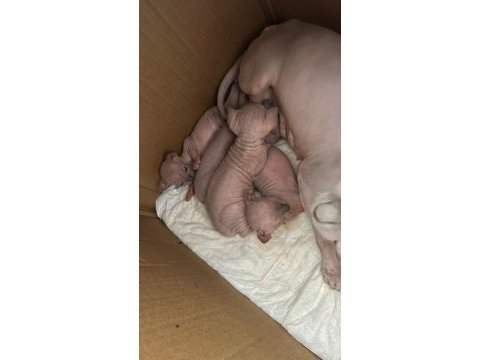 Safkan tek renk kanada sfenks yavruları