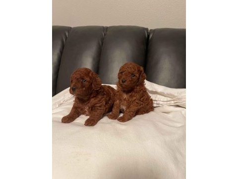 Irk garantili toy poodle