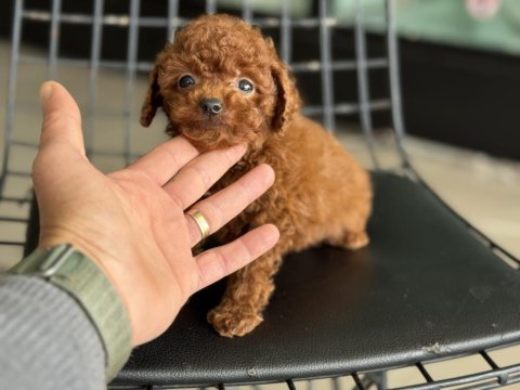 Tea cup poodle 4 aylık 700 gr petmode den