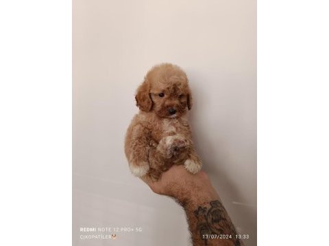 Maltipoo bebekler