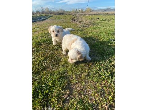 Irk ve sağlık garanti orjinal maltipoo bebeğimiz