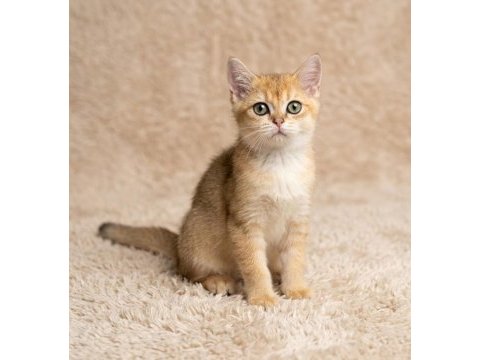 Show kalite british shorthair golden erkek yavru kedimiz