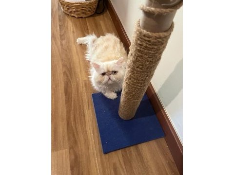 Çiftleştirme ilanıdır exotic shorthair