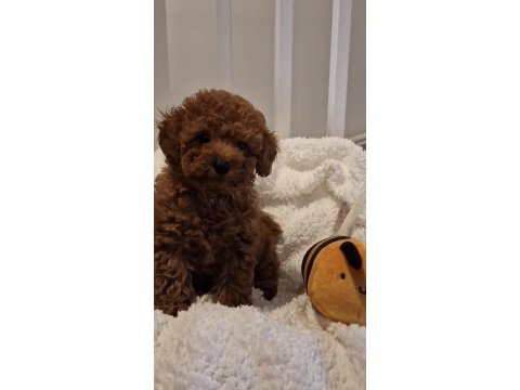 Toy poodle köpeğimiz için ulaşın