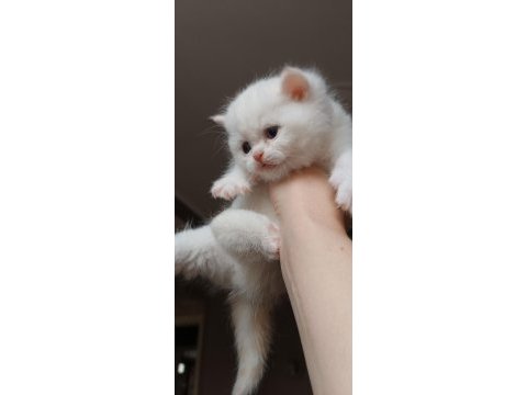 British longhair shorthair yavrular