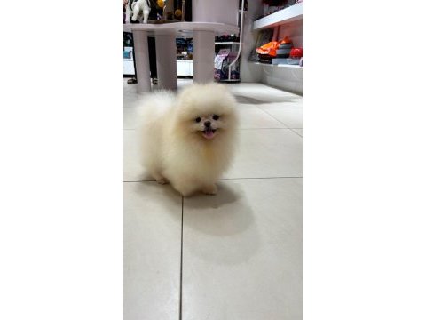 Yetişkin erkek pomeranian