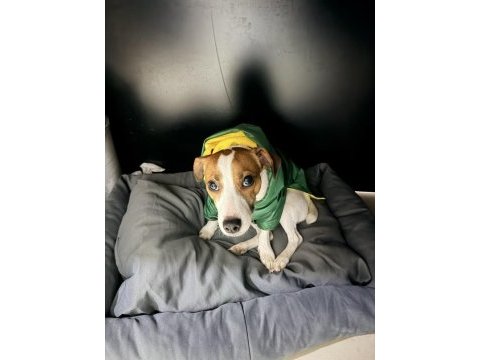1.5 yaşında kısır dişi jack russell