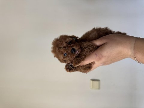 Erkek ve dişi toy poodle yavrular kore kan