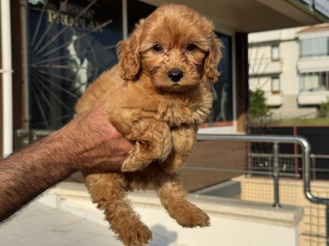 Yasal ruhsatlı çiftlikde ziyarete açık maltipoo 