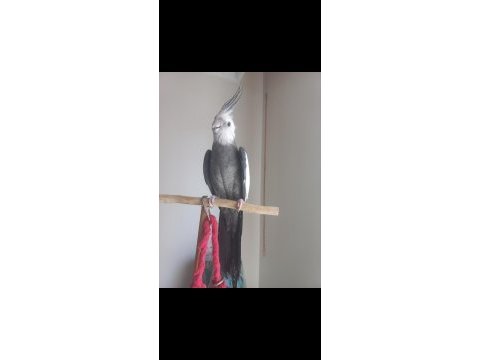 Erkek sultan papağanı