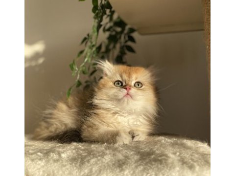 Şecereli ny12 british longhair