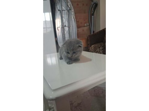 British shorthair gri bebeklerimiz