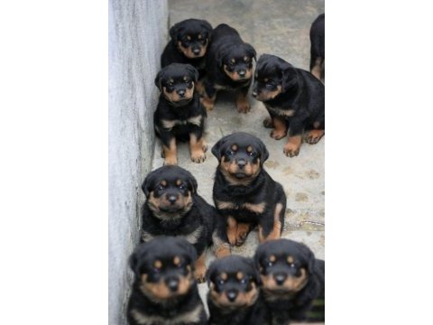 Rottweiler yavrularımız