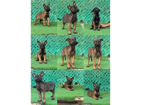 Sağlam kanattı sağlıklı malinois yavrular