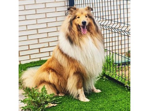 Rough collie ( lessie ) yavruları