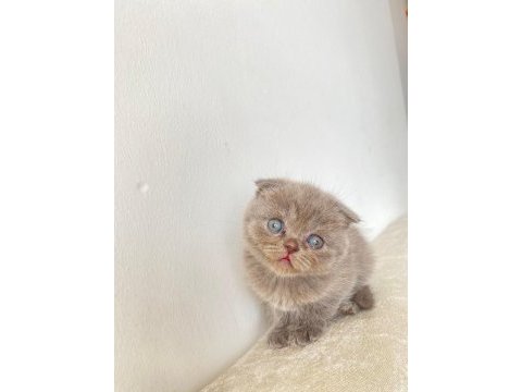 50 günlük eğitimleri tam scottish fold bebekler