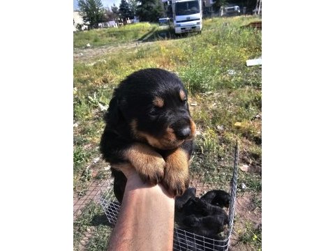Üst sekmen rottweiler dişi erkek yavrular