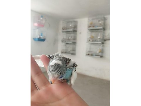 Yavru renk güzelleri muhabbet kuşlar