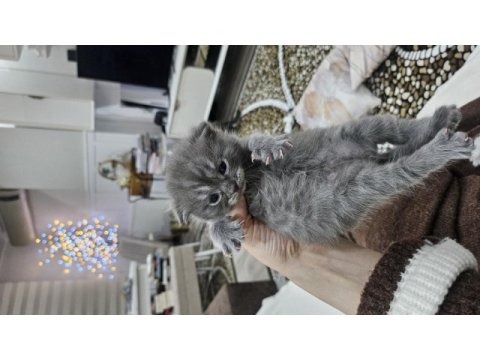 Orjinal blue point-british shorthair yavrular