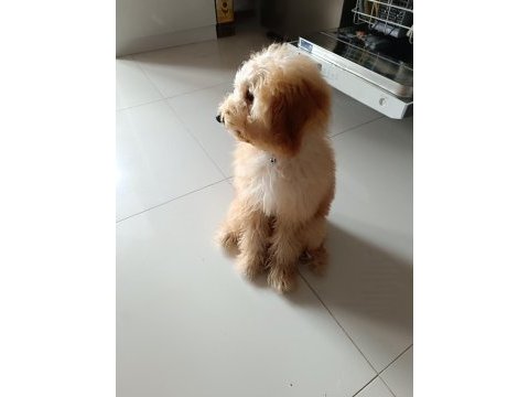 Sevimli poodle maya