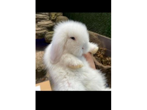 Hollanda lop tavşanı