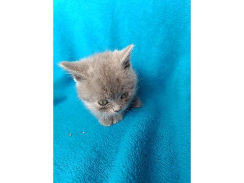 British shorthair bal gözlü yavrular