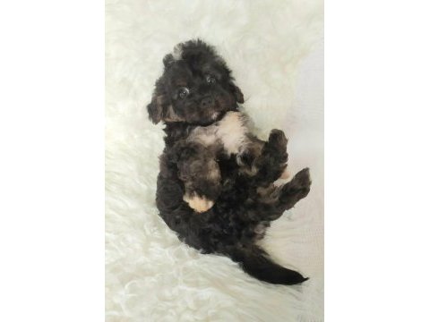 Black maltipoo