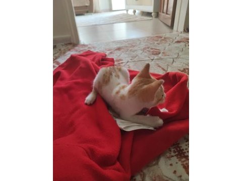 Tekir kedimi sahiplendirmek istiyorum