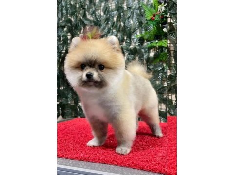 Pomeranian boo 2 aylık