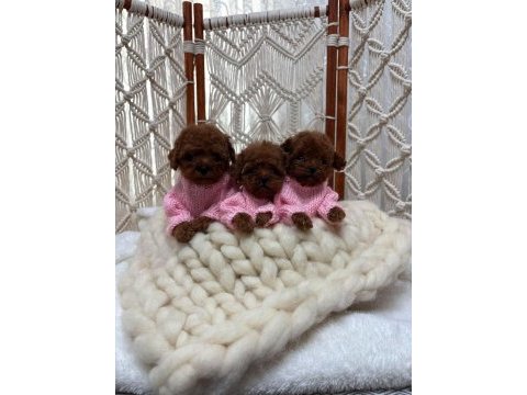 Dişi kore poodle yavrular