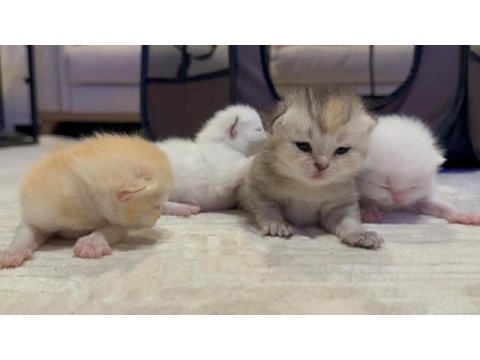 Yeni doğan british shorthair kedilerimiz