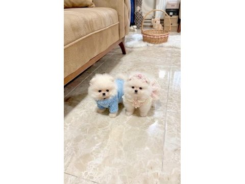 Oyuncak gibi mini boy erkek ve dişi pomeranian yavrular