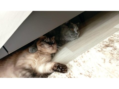 Güzeller güzeli british shorthair kusursuz yavrumuz