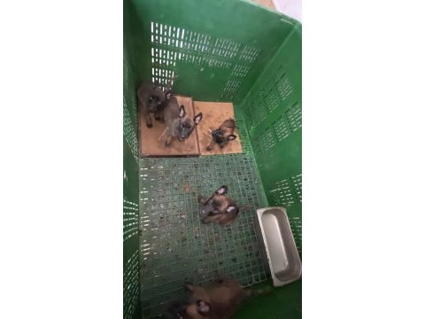 Pirana arayanlara fırsat belçika kurdu