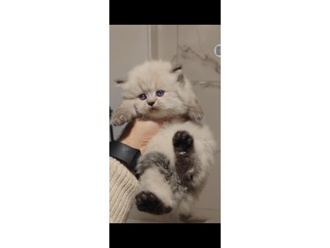 British longhair yavrumuz